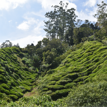 BOH tea plantation; Cameron Highlands